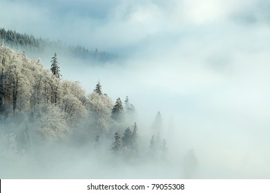 凍てつく朝の森
