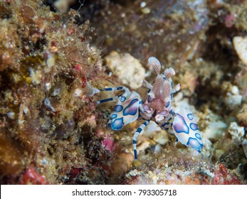 Креветки Харли Куинн на острове Анилао, Филиппинское море