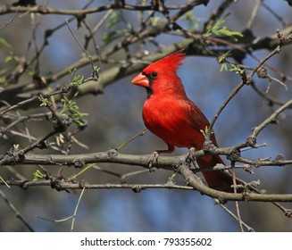 Download Arizona Cardinals Logo Vector SVG, EPS, PDF, Ai and PNG (5.16 KB)  Free