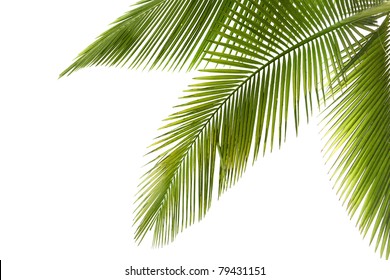 Deel van palmboom op witte achtergrond