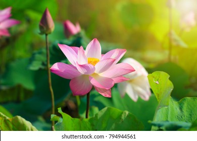 Schöne rosafarbene Lotosblume beim Blühen