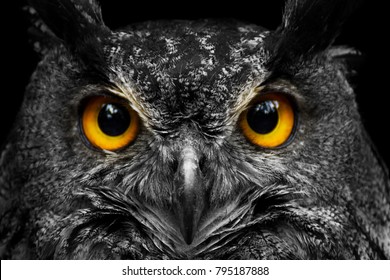 大きな黄色い目を持つ黒と白の肖像画のフクロウ