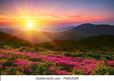 prachtige bergen Oekraïens zonsopganglandschap met bloeiende rododendronbloemen, zomerzonsopganglandschap, kleurrijke zomerscène, reizen, Oekraïne, Europa, schoonheidswereld