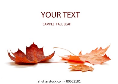 Herbst Ahornblatt isoliert auf weißem Hintergrund