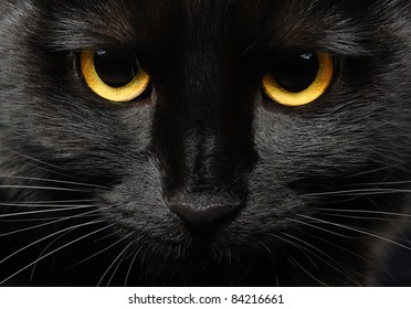 ハロウィーン黒猫のポートレート、クローズ アップ