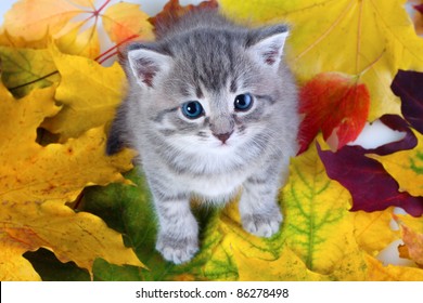 Kleine grijze kat zittend op gele bladeren, bovenaanzicht