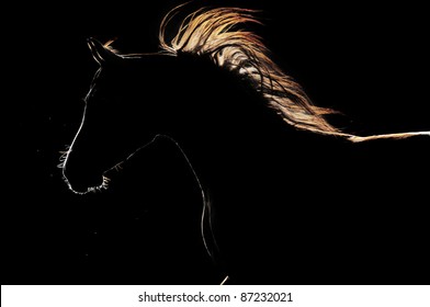Arabisch paard silhouet op de donkere achtergrond