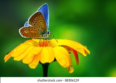 bướm xanh trên hoa vàng