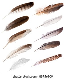 Reihe von verschiedenen Federn isoliert auf weißem Hintergrund