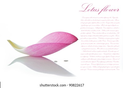 Lotusblütenblatt auf weißem Hintergrund mit Bereich für Ihren Text