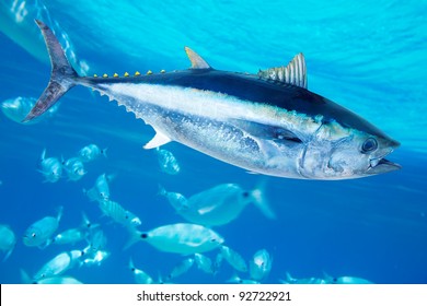 地中海藍鰭鮪魚 Thunnus thynnus 鹹水魚 [照片插圖]
