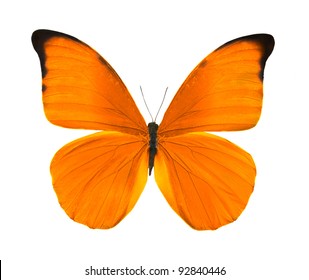 tropische oranje vlinder geïsoleerd op een witte achtergrond