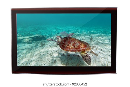 Grüne Schildkröte, die im karibischen Meer auf dem Flachbildfernseher schnorchelt