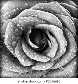 Fondo de rosa blanco y negro, patrón natural floral abstracto grunge, flor fresca con gotas de agua, hermosa textura de pétalos de plantas húmedas, detalles de la naturaleza, símbolo de vacaciones de amor