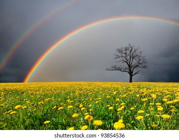 虹と曇り空の下のタンポポ畑と枯れ木