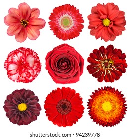 Selection of Various Red Flowers Isolated on White Background. Set of Nine Dahlia, Gerber, Daisy, Carnation, Rose, Zinnia Flowers