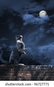 Foto einer Katze, die den Mond betrachtet