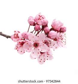 Kirschblüte, Sakura-Blumen isoliert auf weißem Hintergrund