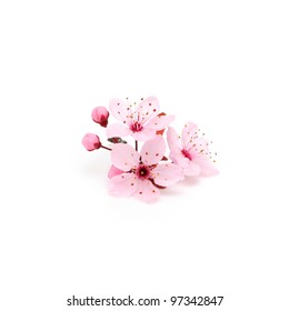 flor de cerezo, flores de sakura aisladas sobre fondo blanco