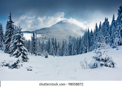 Hermoso paisaje invernal con árboles cubiertos de nieve