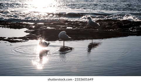 Image of 3 seagulls standing in rock pool with shadows reflecting in water sunlight reflecting like stars around one seagull with ocean in blurred background