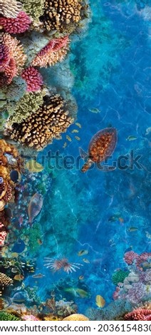 an image for a 3d floor. turtles underwater world water sea