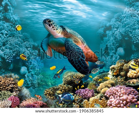 Image for 3d floor. Underwater world. Turtle. corals.