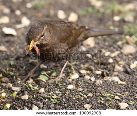 A female Blackbird collecting worms to feed her young