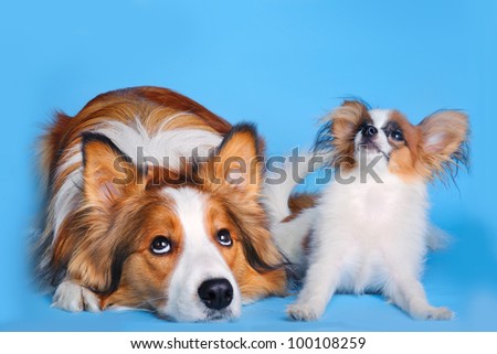 border collie and pappilion puppy