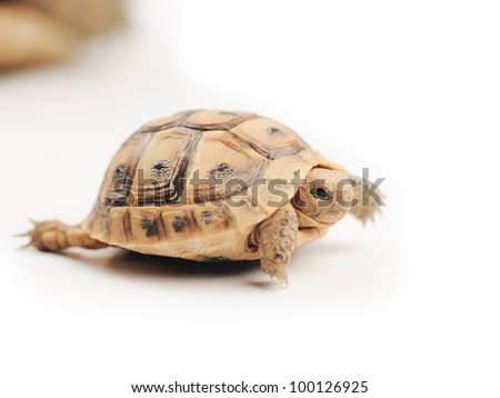 Turtle posing series