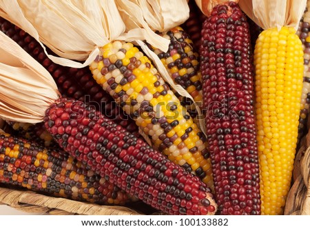 A Close up or Cheerful and Colorful dried Indian Corn in a basket as decoration for Thanksgiving Table, Halloween, and the Fall Season Royalty-Free Stock Photo #100133882