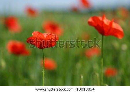 Blooming poppies with green background. Mild, soft and nice picture.