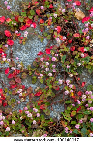This is a picture of small round pink flower which bloomed in a stone wall.