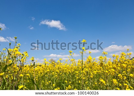 This is a picture of blossoms blooming in a field of spring.
