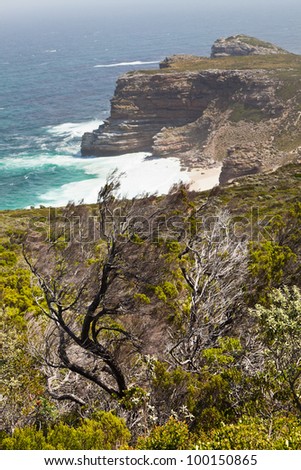 Rough coastline with bushes of South Africa