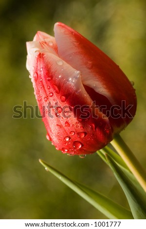 brightly lit red tulip