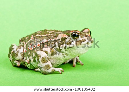 Bufo viridis. Green toad on green background. Studio macro shot.