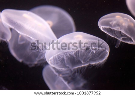 Close-up of translucent jellyfish with detail of tentacles floating underwater