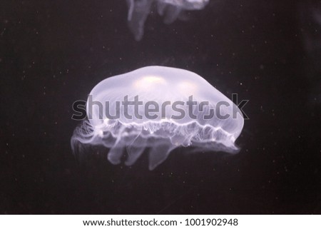 Close-up of translucent jellyfish with detail of tentacles floating underwater