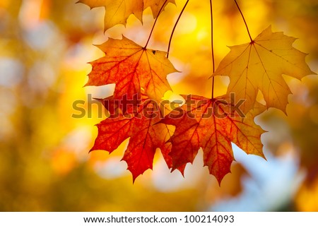 Sugar maple leaves in autumn Royalty-Free Stock Photo #100214093