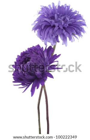 Studio Shot of Blue Colored China Aster Flowers Isolated on White Background. Large Depth of Field (DOF). Macro. Symbol of Jealousy.