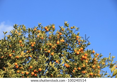 This is a picture of kumquat trees and blue sky of a winter day.