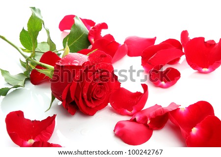 Red Rose & Petals with blank copy space on white