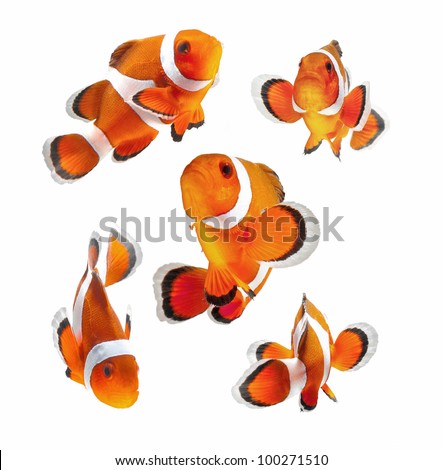 reef fish , clown fish or anemone fish isolated on white background Royalty-Free Stock Photo #100271510