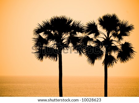 Palm trees, Phuket Island, Thailand