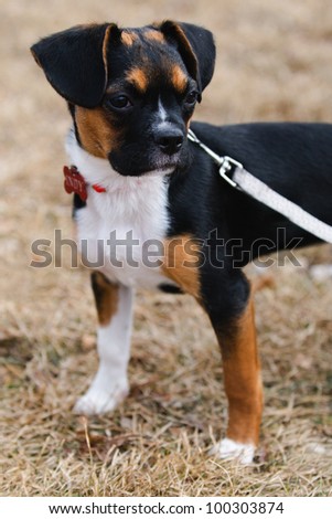Boston Terrier and Beagle cross puppy
