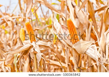 Corn field at harvest time