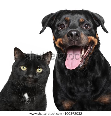 Close-up portrait of cat and dog on white background.