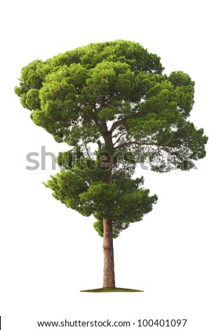 Green beautiful and tall tree isolated on white background Royalty-Free Stock Photo #100401097