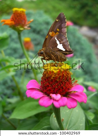 Skipper Butterfly on Zinnia Flower